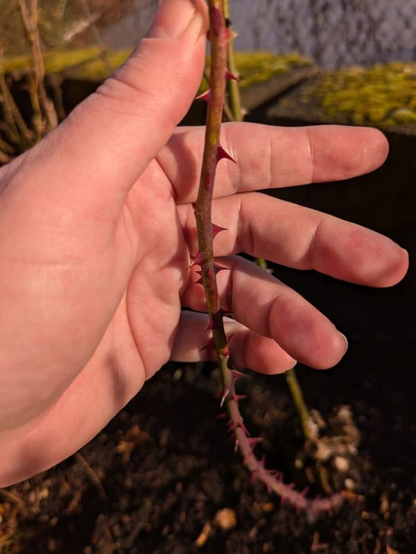A white-skinned hand poised to close around a thorn-covered rose stem.